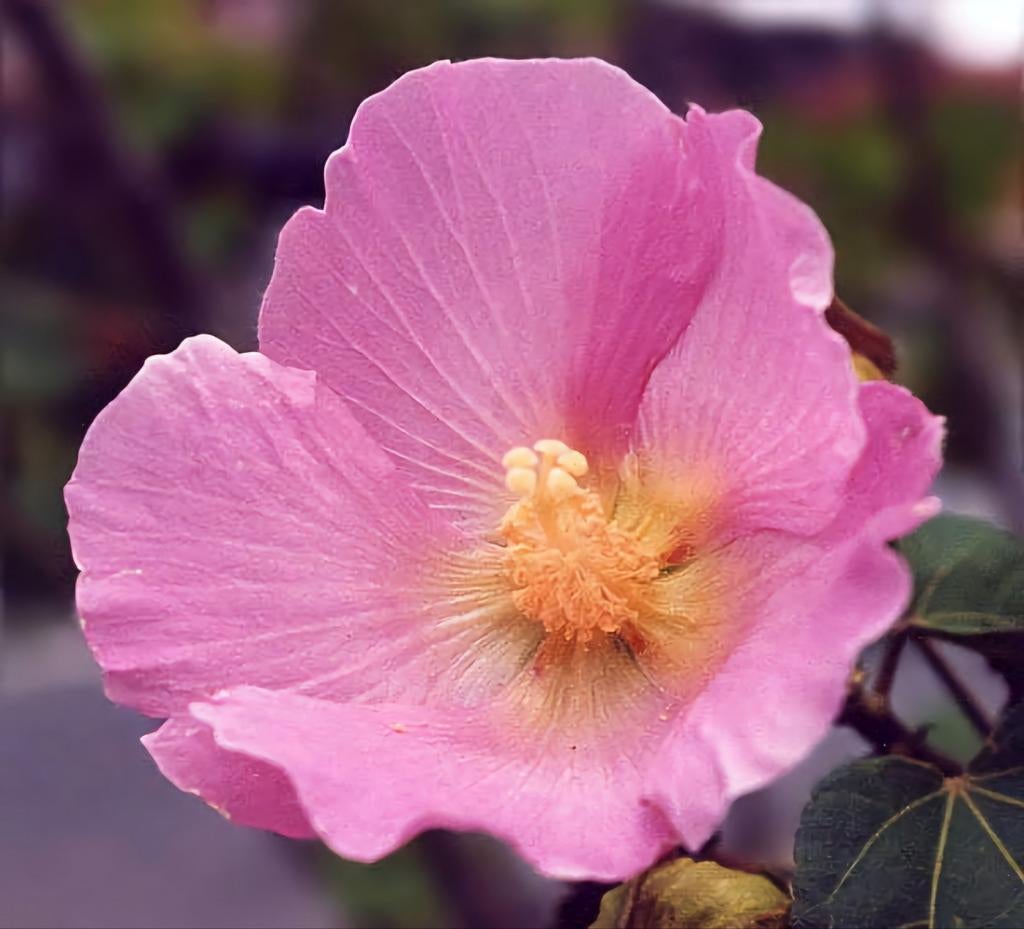 Graines d'Hibiscus Mutabilis, Jardin & Terrasse, Bulbes & Semences, Envoi