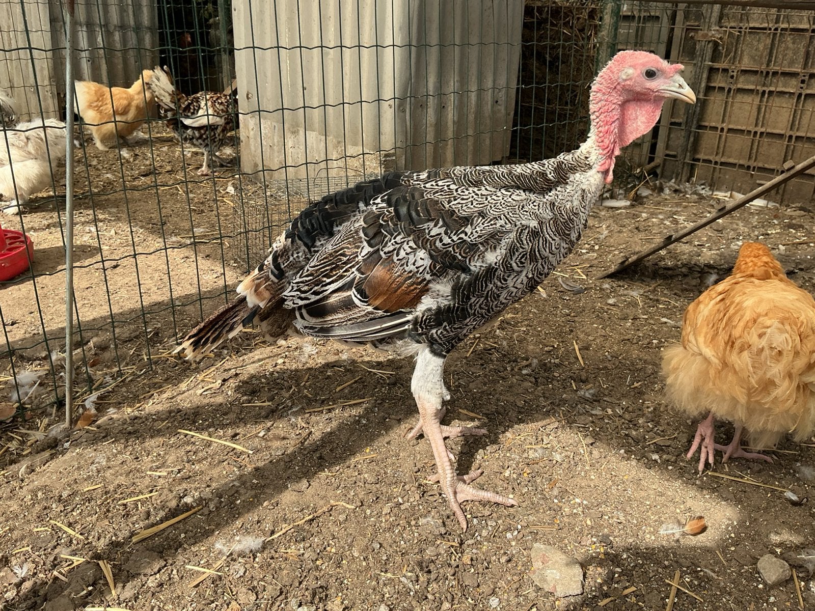 Kalkoen haan, Animaux & Accessoires, Volatiles, Dinde