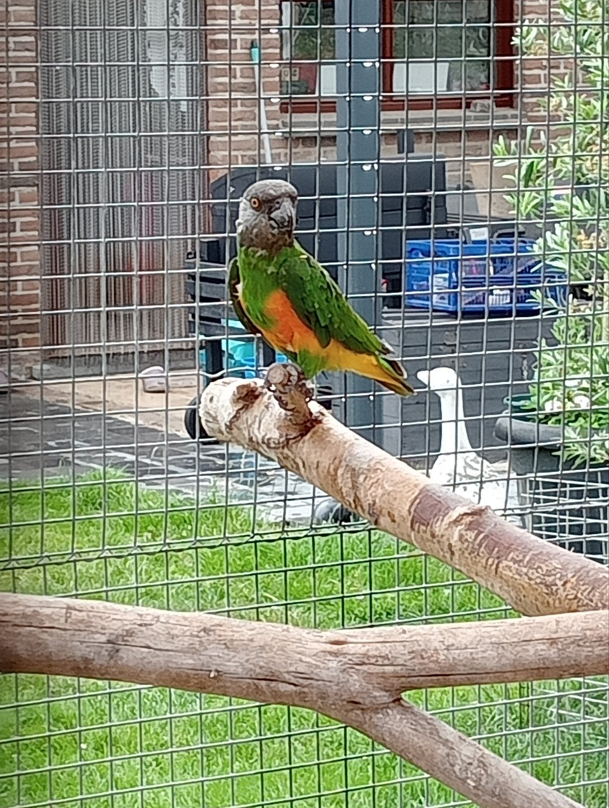 bonte boer ( Senegal papegaai), Dieren en Toebehoren, Mannelijk, Papegaai, Geringd
