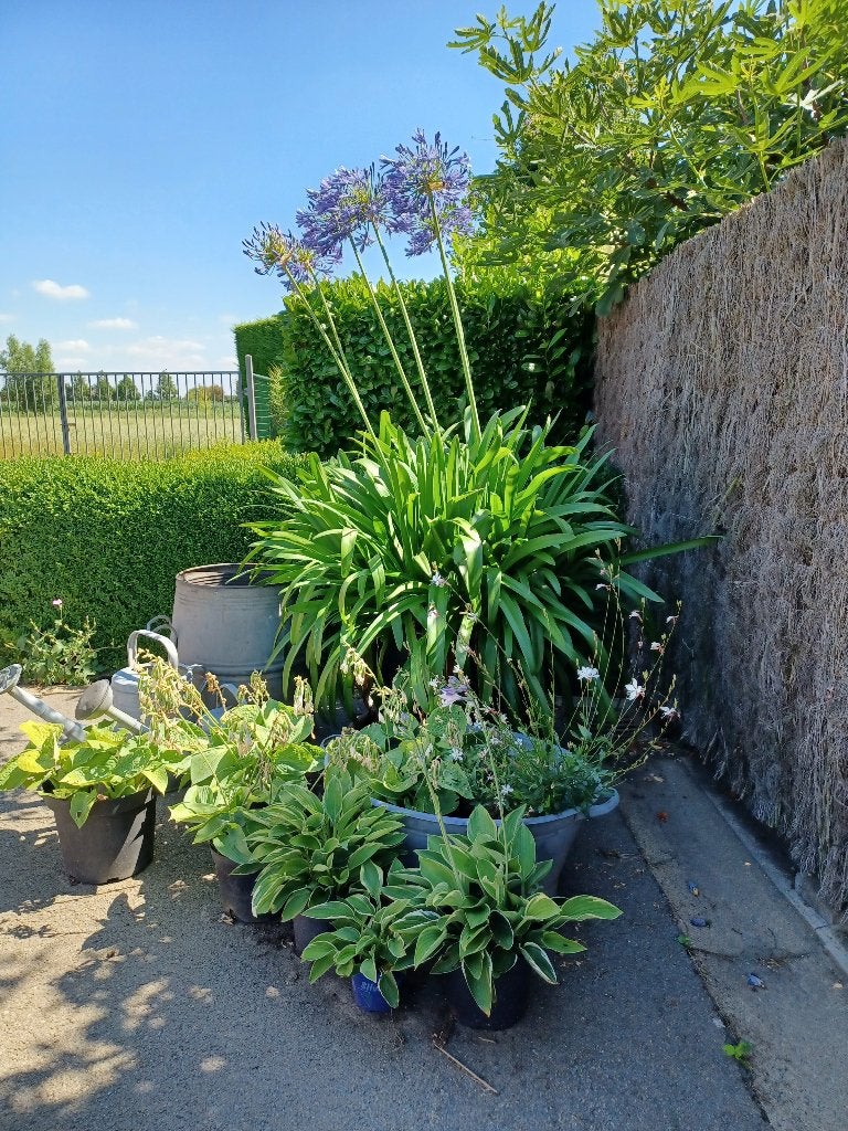 Agapanthus blauw XL 1,80 meter hoogte, Tuin en Terras, Ophalen
