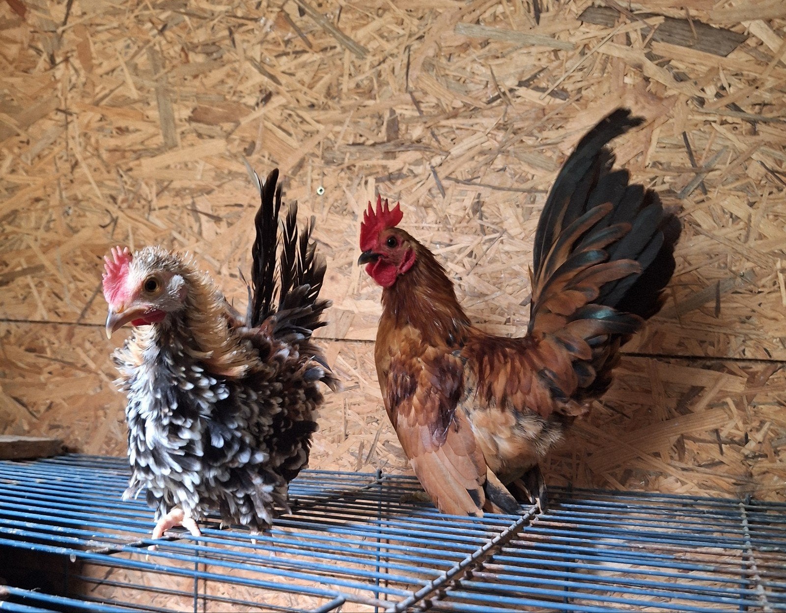 Serama krulveer hen en gladveer haan, Dieren en Toebehoren, Pluimvee, Meerdere dieren, Kip