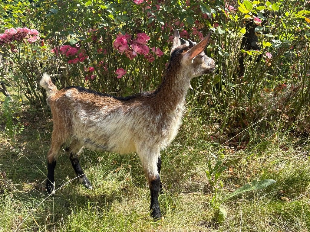 chèvres laitières alpines à vendre, Mâle, Chèvre, 0 à 2 ans