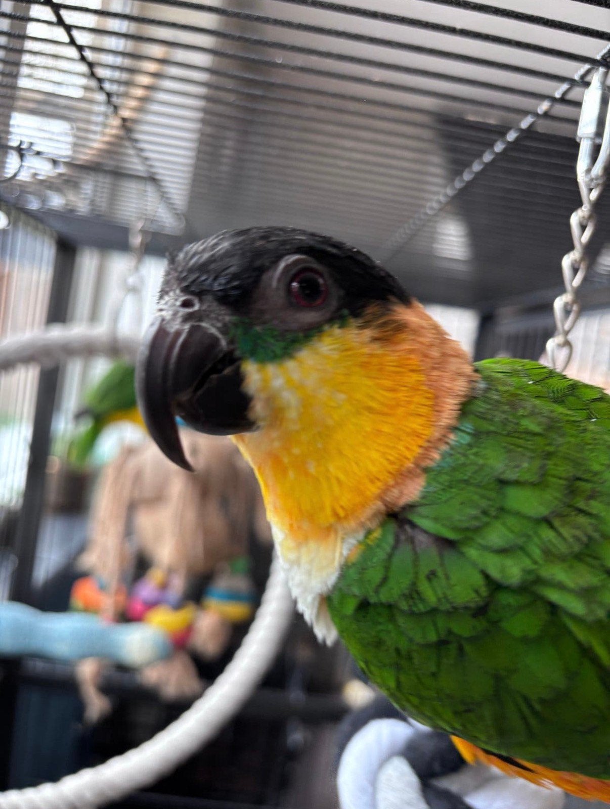 Zwartkop caique, Dieren en Toebehoren, Mannelijk, Papegaai, Geringd