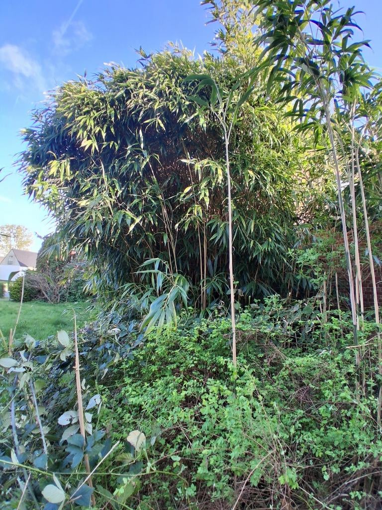 Bamboestokken, Ophalen