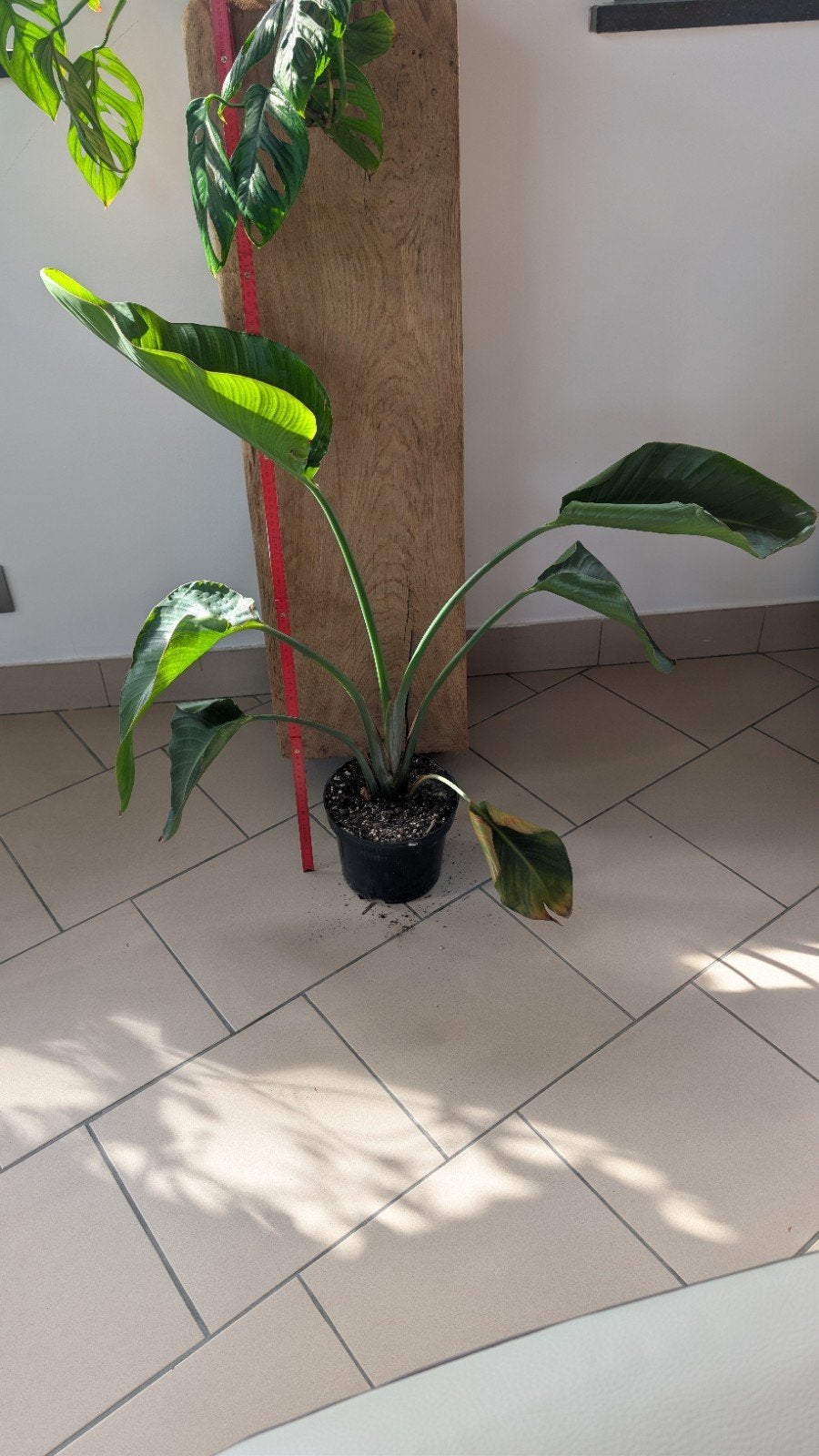 Plante oiseau du paradis Strelitzia nicolai, Ophalen, Minder dan 100 cm