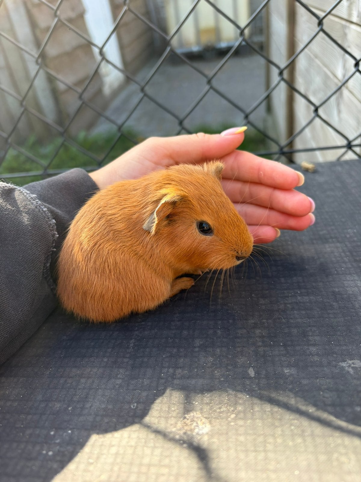 Zeugje, Dieren en Toebehoren, Augustus, Vrouwelijk, Cavia