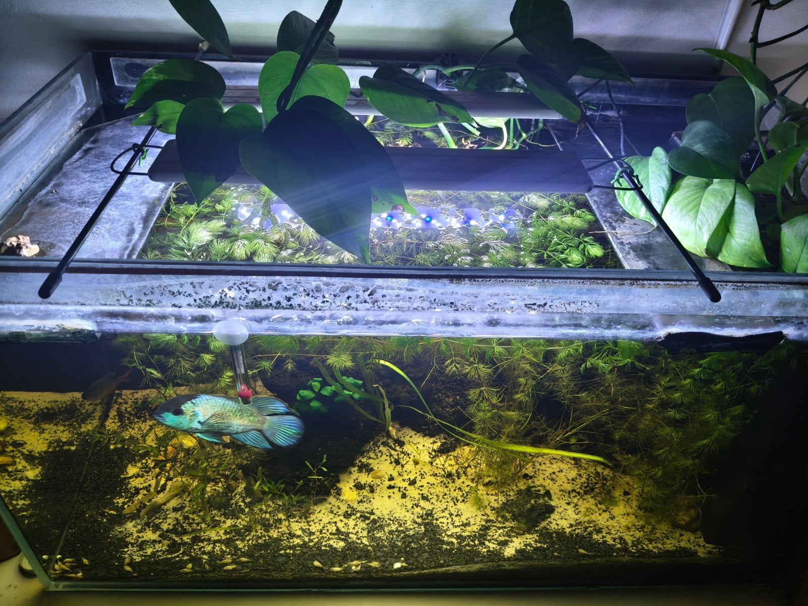 Gratis aquarium en vissen, Animaux & Accessoires, Enlèvement, Chauffage