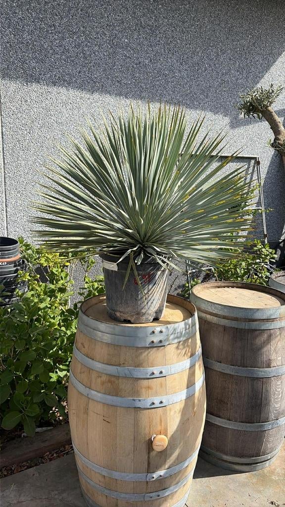 ‼️yucca rostrata aan promoprijzen ‼️, Jardin & Terrasse, Barils de pluie, Enlèvement