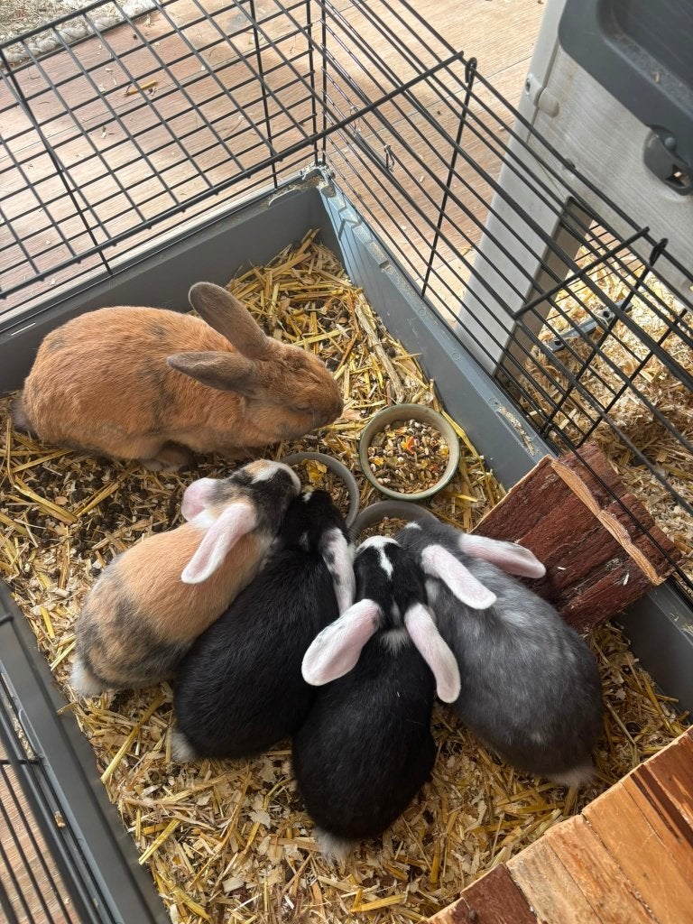3 konijtjes 11weken, Plusieurs animaux, Petit, Oreilles tombantes, 0 à 2 ans