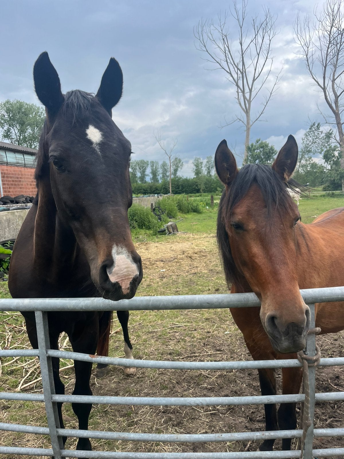 Halve stal/verzorg paarden, Dieren en Toebehoren, Paarden