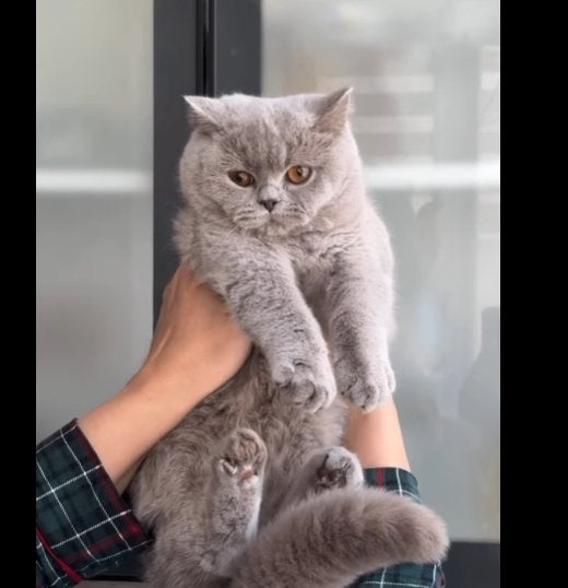 British shorthair, Chatte ou Chat, Avec pedigree, 0 à 2 ans