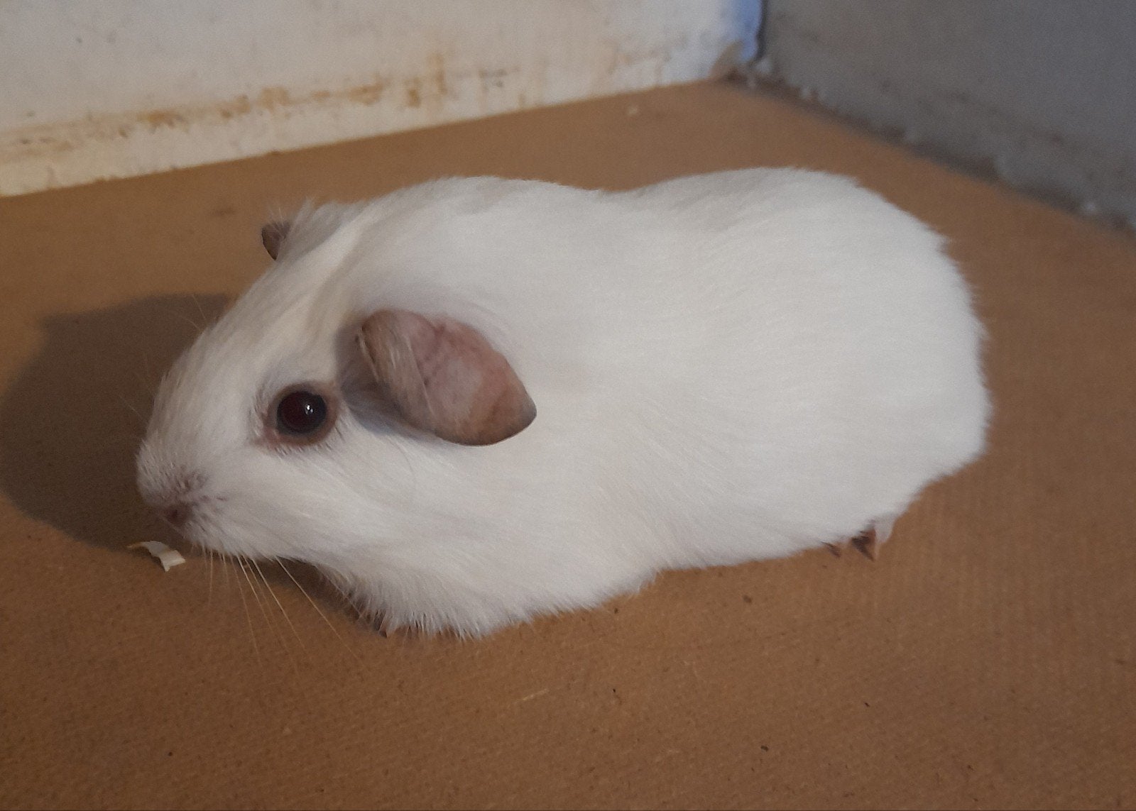 Zeugjes en beertjes, Januari, Meerdere dieren, Cavia