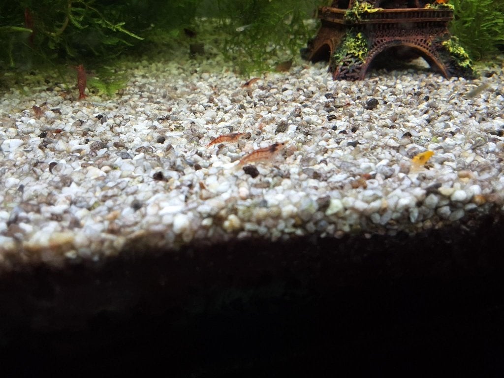 Garnalen neocaridina semi-transparant (+ gratis javamos), Dieren en Toebehoren, Kreeft, Krab of Garnaal, Zoetwatervis, Schoolvis