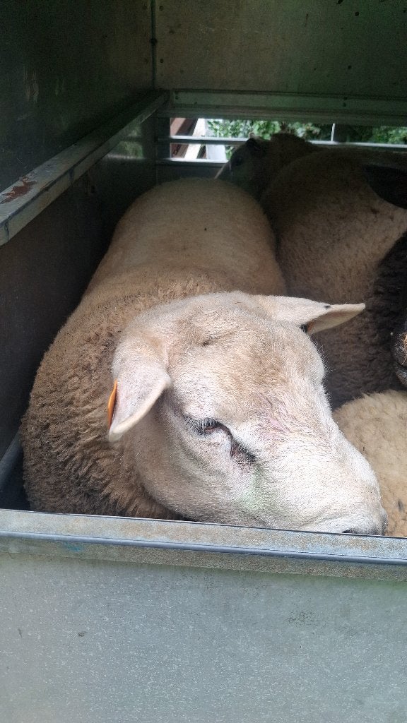 Mouton, Dieren en Toebehoren, Schapen, Geiten en Varkens, Mannelijk, Schaap, 0 tot 2 jaar
