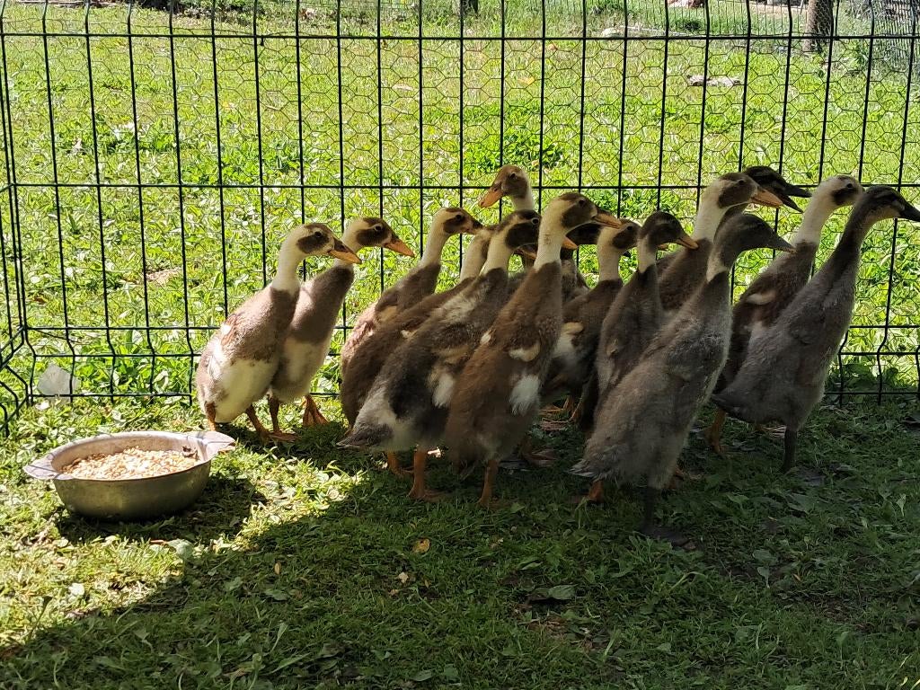 Indische loopeendjes, Animaux & Accessoires, Volatiles, Sexe inconnu, Canard