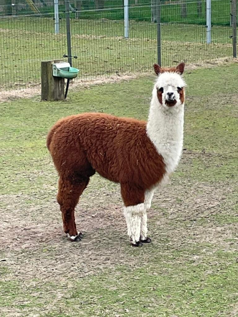 Bonte merrie veulentjes, Dieren en Toebehoren, September, Vrouwelijk