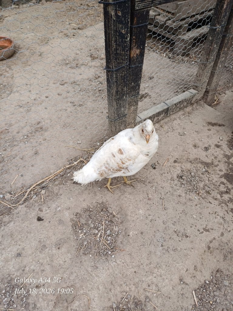 lady amherst fazant hen, Dieren en Toebehoren, Pluimvee, Overige soorten