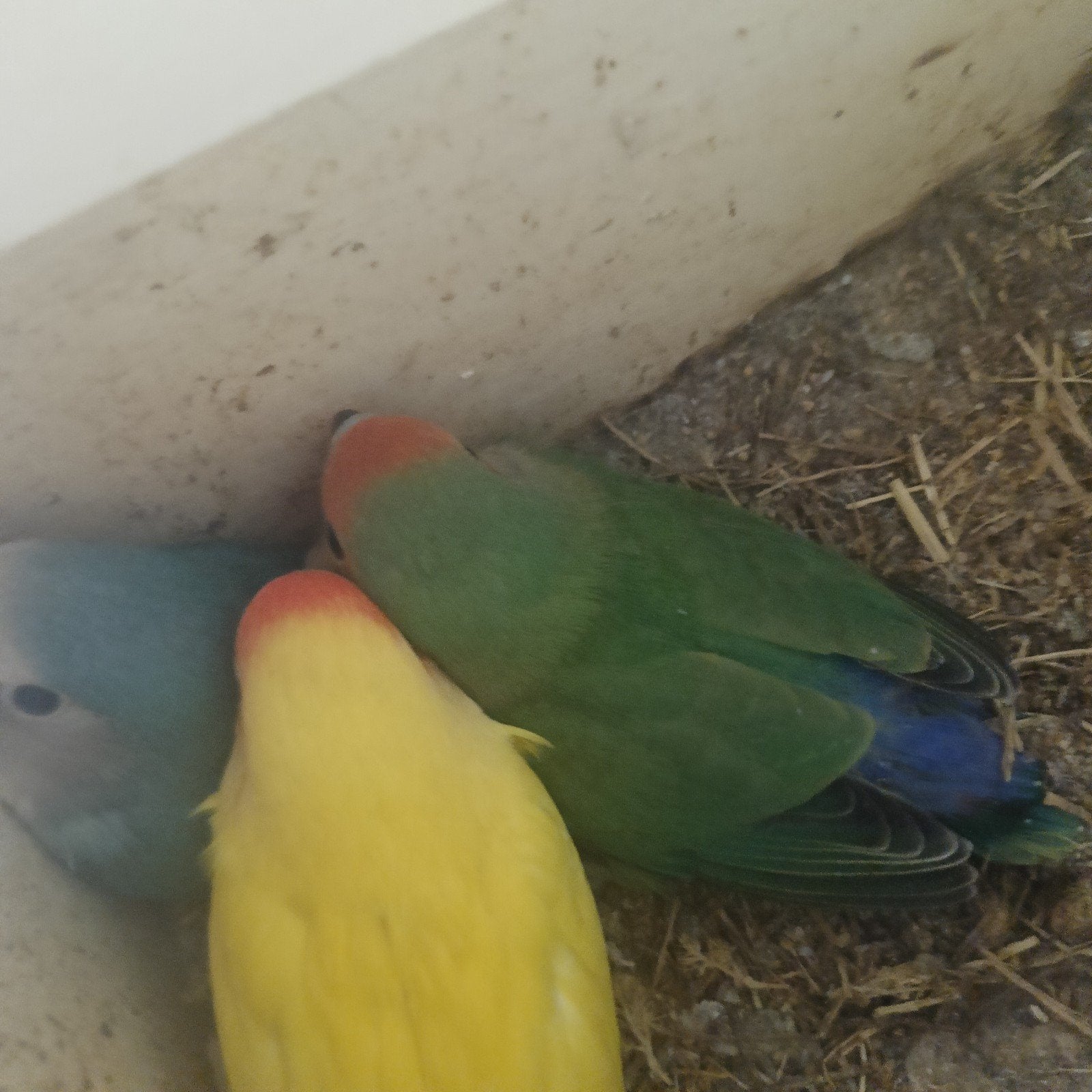 jonge dwergpapegaaien fisheri, Dieren en Toebehoren, Geslacht onbekend, Dwergpapegaai of Agapornis