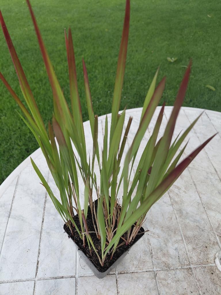 Imperata Red Baron, Tuin en Terras, Ophalen