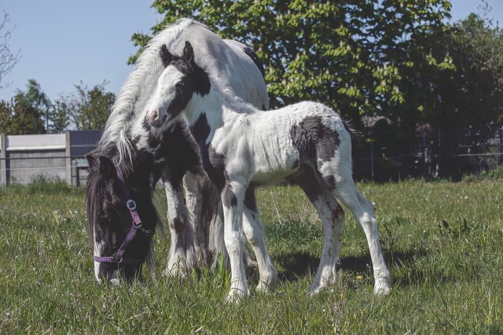 Merrie tinker veulen, Dieren en Toebehoren, Paarden, Merrie, 0 tot 2 jaar