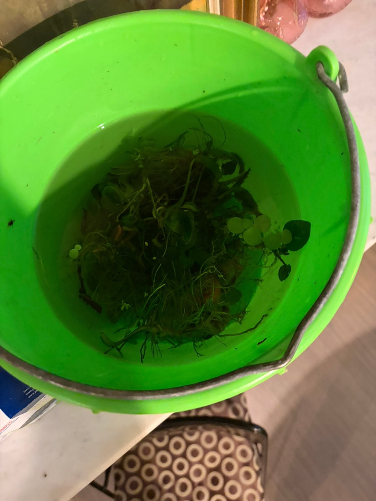 Aquarium plant anubias