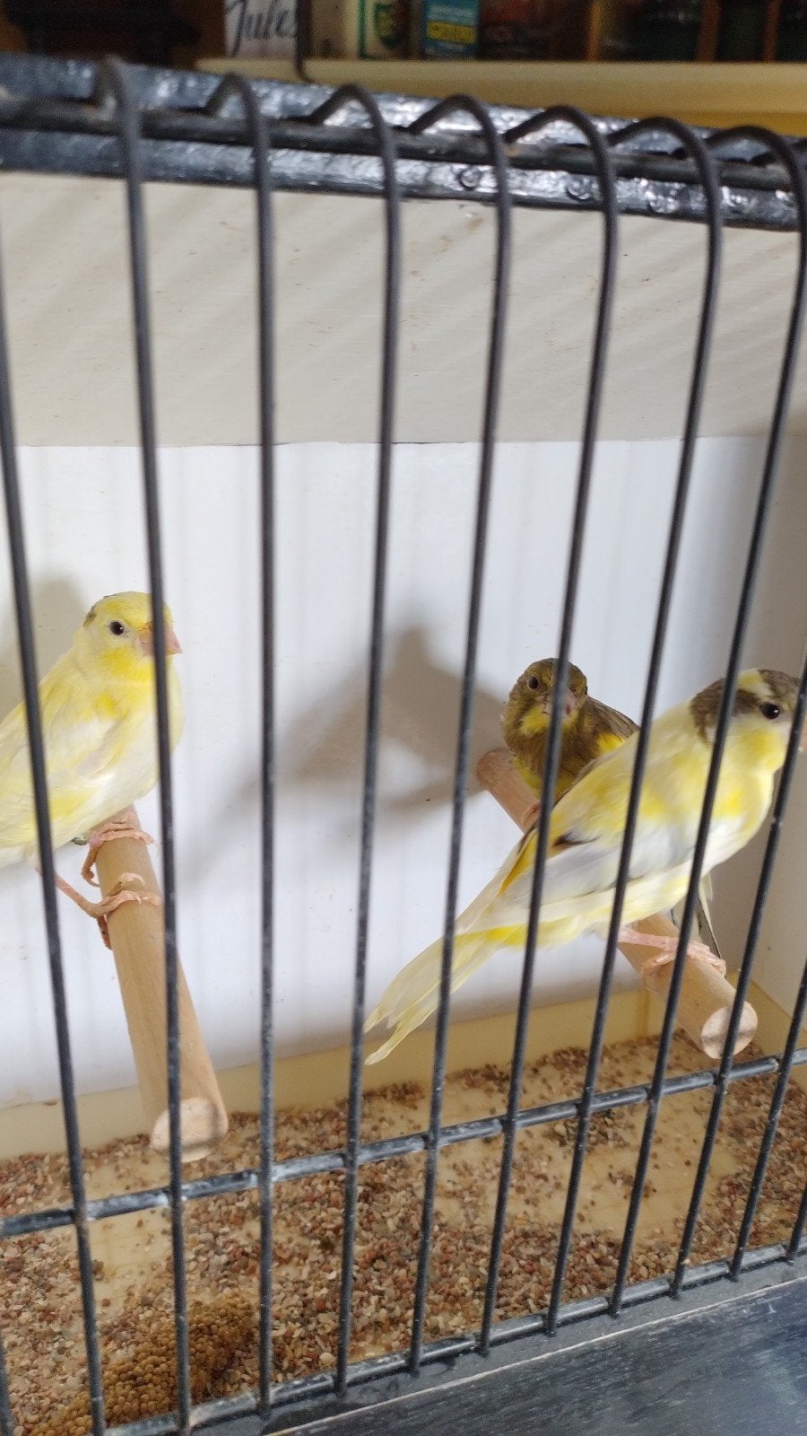 Harzer, Dieren en Toebehoren