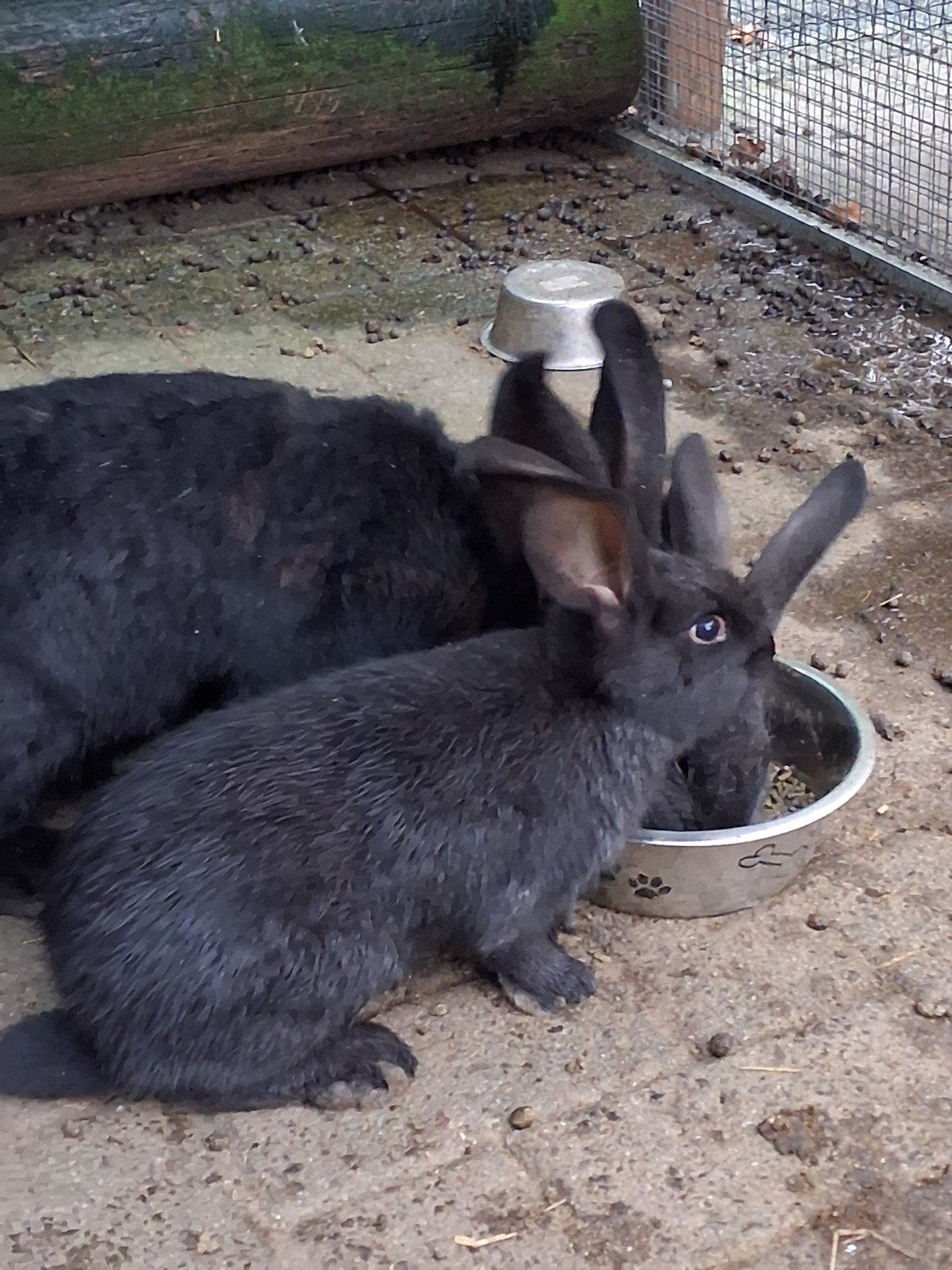 vlaamse reus, Animaux & Accessoires