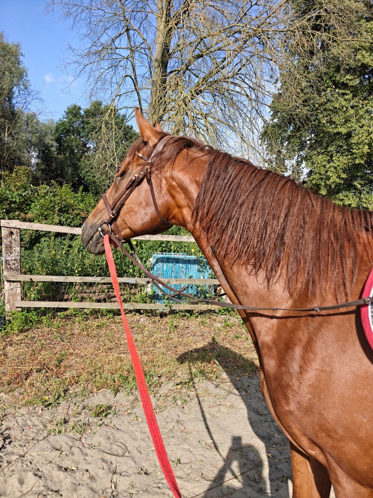 Lieve vosse merrie (wandelpaard), Dieren en Toebehoren, Paarden, Merrie
