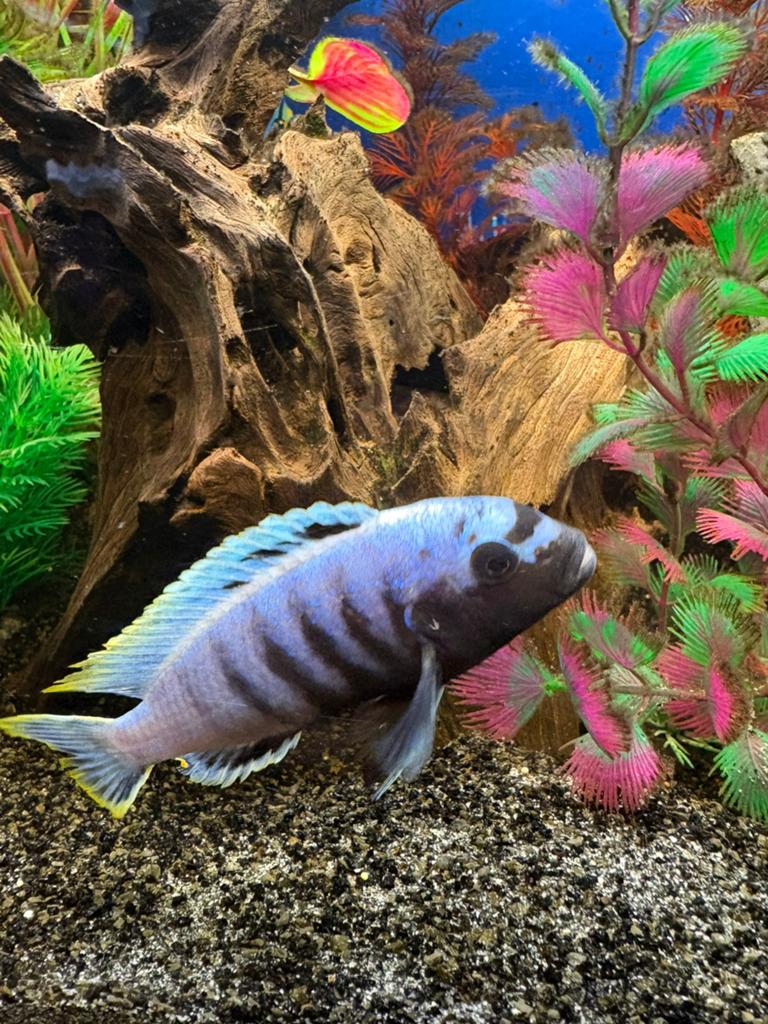 Mooie Malawi / Mbuna Cichliden te koop