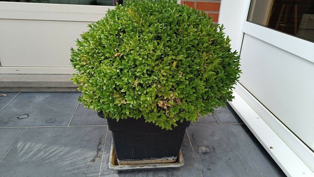 Buxus in mooie pot, Tuin en Terras, Ophalen, Buxus, Struik, Minder dan 100 cm