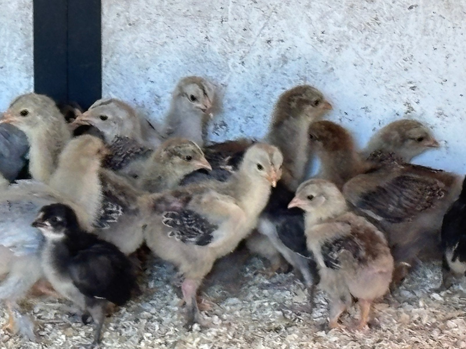Kuikens brahma en spasnse witwang, Dieren en Toebehoren, Pluimvee