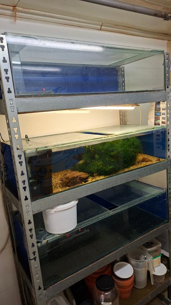 Aquariums met dekglas, Dieren en Toebehoren, Ophalen, Gebruikt, Leeg aquarium