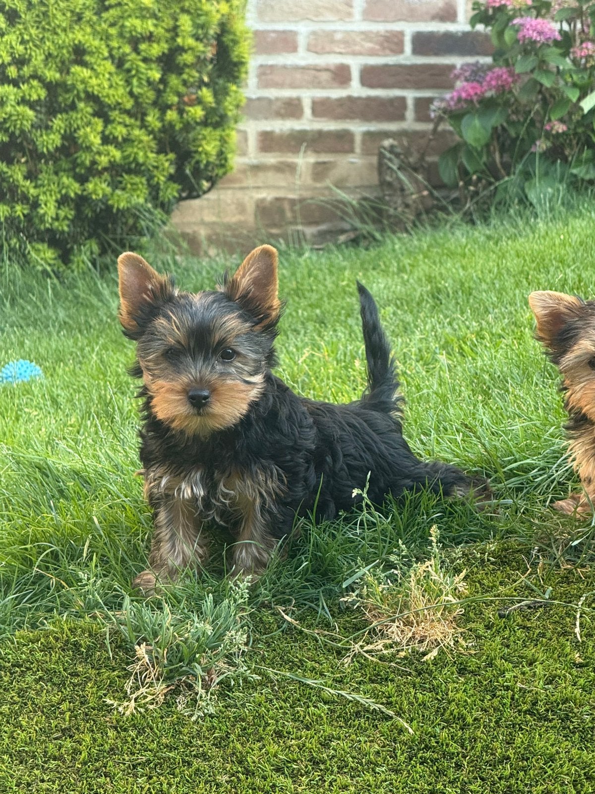Chiots Yorkshire, Animaux & Accessoires, Chiens | Chihuahuas & Chiens de compagnie, Autres races, Plusieurs, Hépatite contagieuse (maladie de Rubarth)