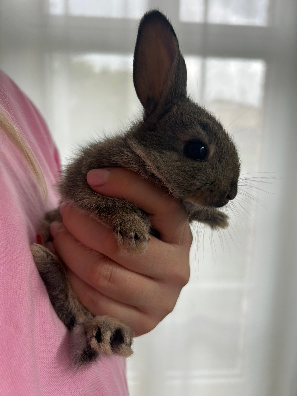 Vlaamse reusjes, Août, Domestique, Autres types, Plusieurs animaux