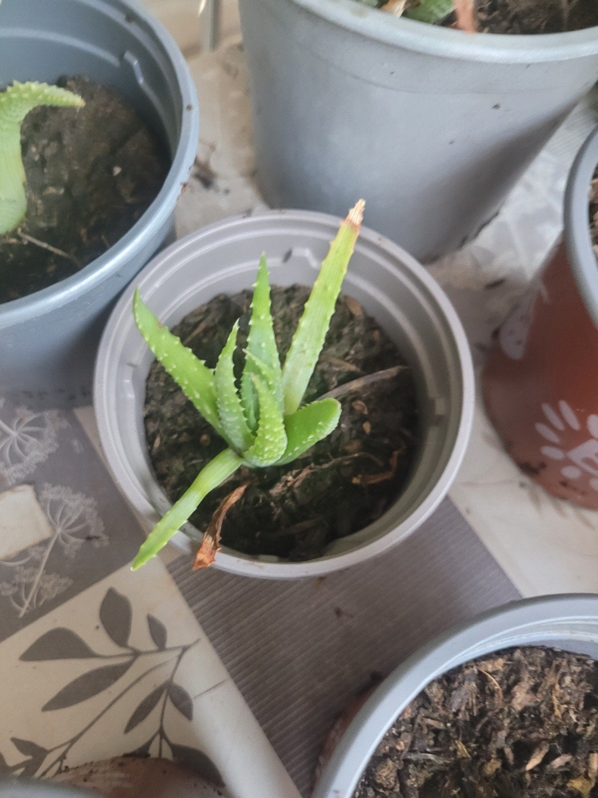 Aloë humilis, Ophalen, Lente, Vaste plant