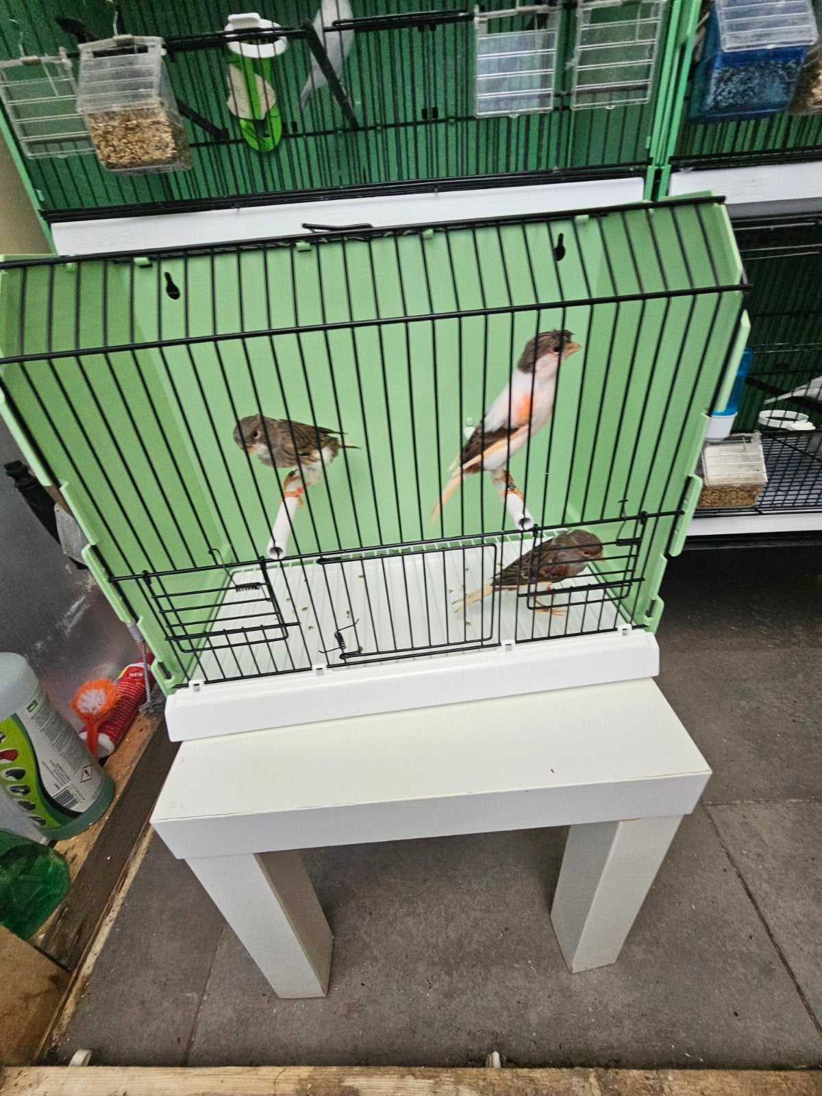 Te koop mooi poppen portugese 2026 ik heb 3 stuks, Dieren en Toebehoren