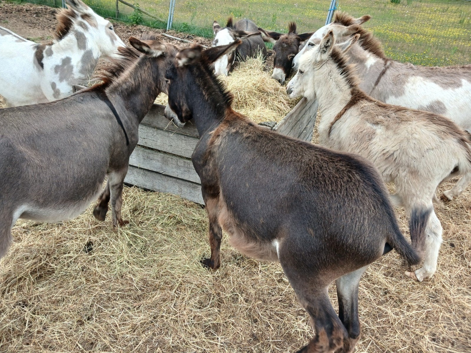 Ezel hengst 1 jaar, Dieren en Toebehoren, Overige Dieren, Mei, Mannelijk
