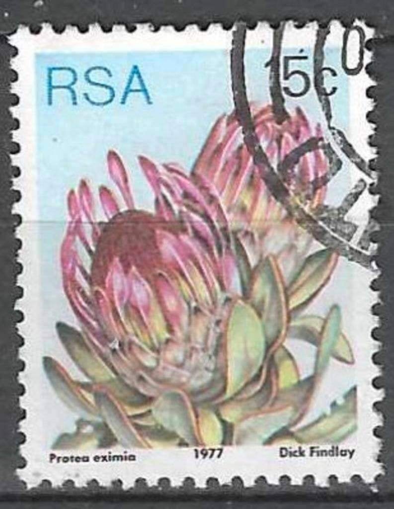 Zuid-Afrika 1977 - Yvert 426 - Breedbladige suikerstruik(ST), Postzegels en Munten, Verzenden, Zuid-Afrika, Gestempeld