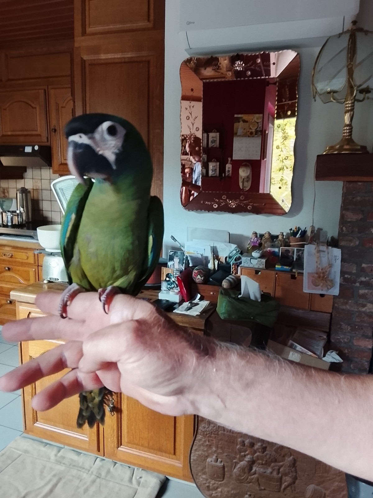 Geelnek ara, Dieren en Toebehoren
