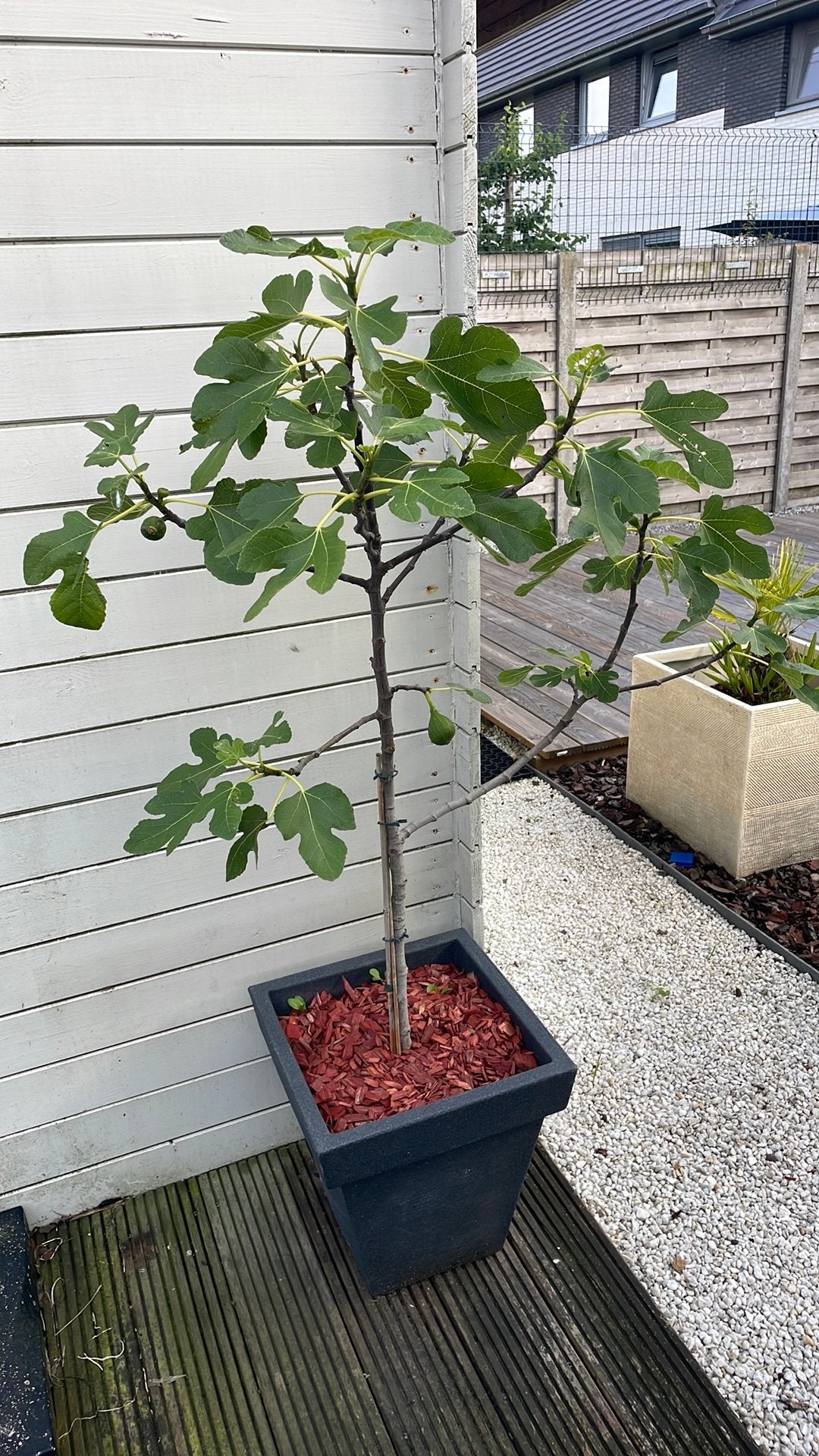 Vijgenboom in pot, Ophalen, In pot, Vijgenboom