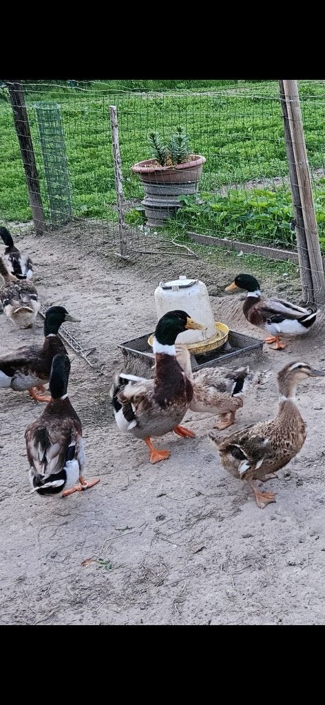 Eenden, Dieren en Toebehoren, Pluimvee, Meerdere dieren, Eend