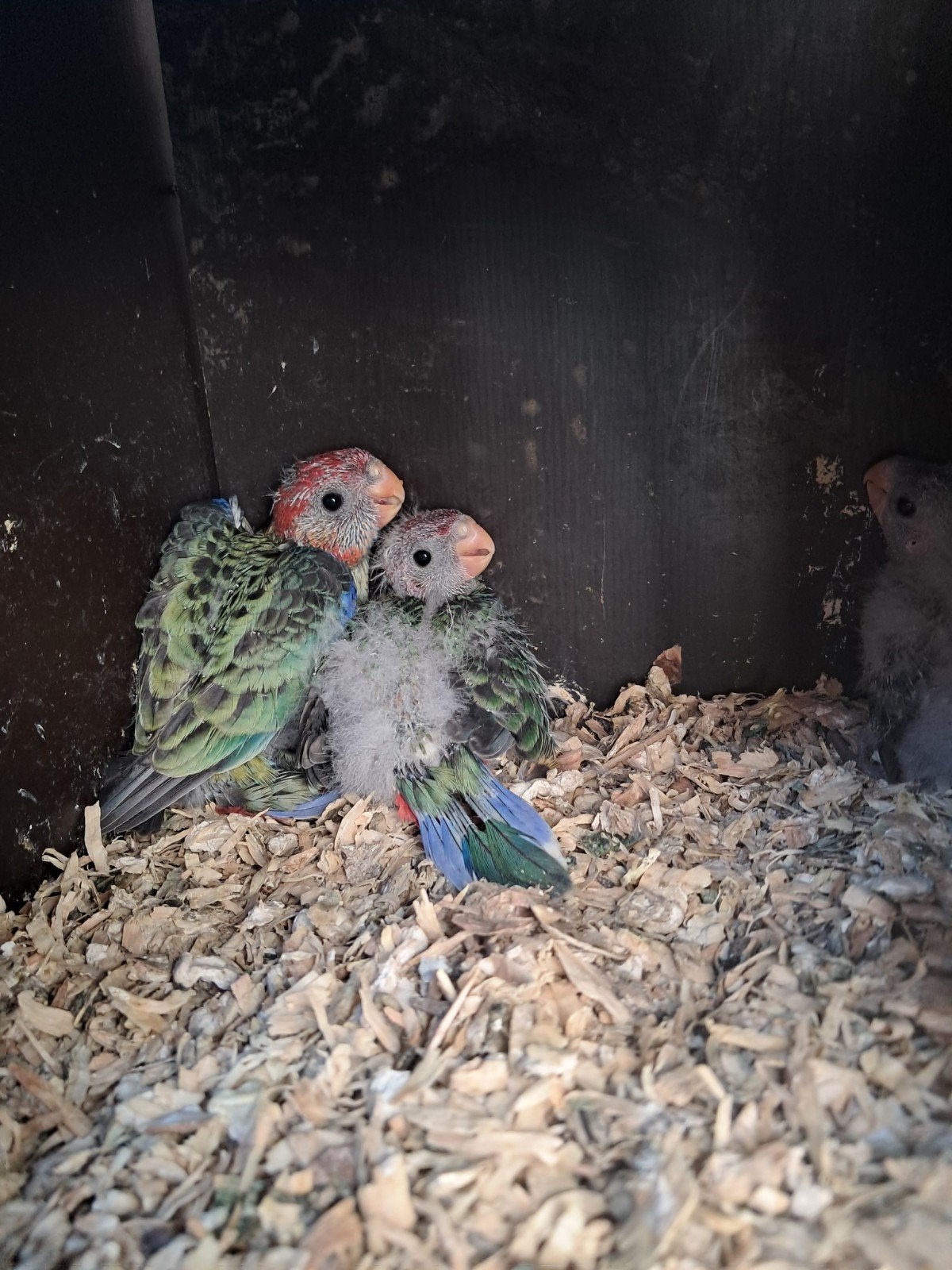 3 rosella jongen, Dieren en Toebehoren, Geringd