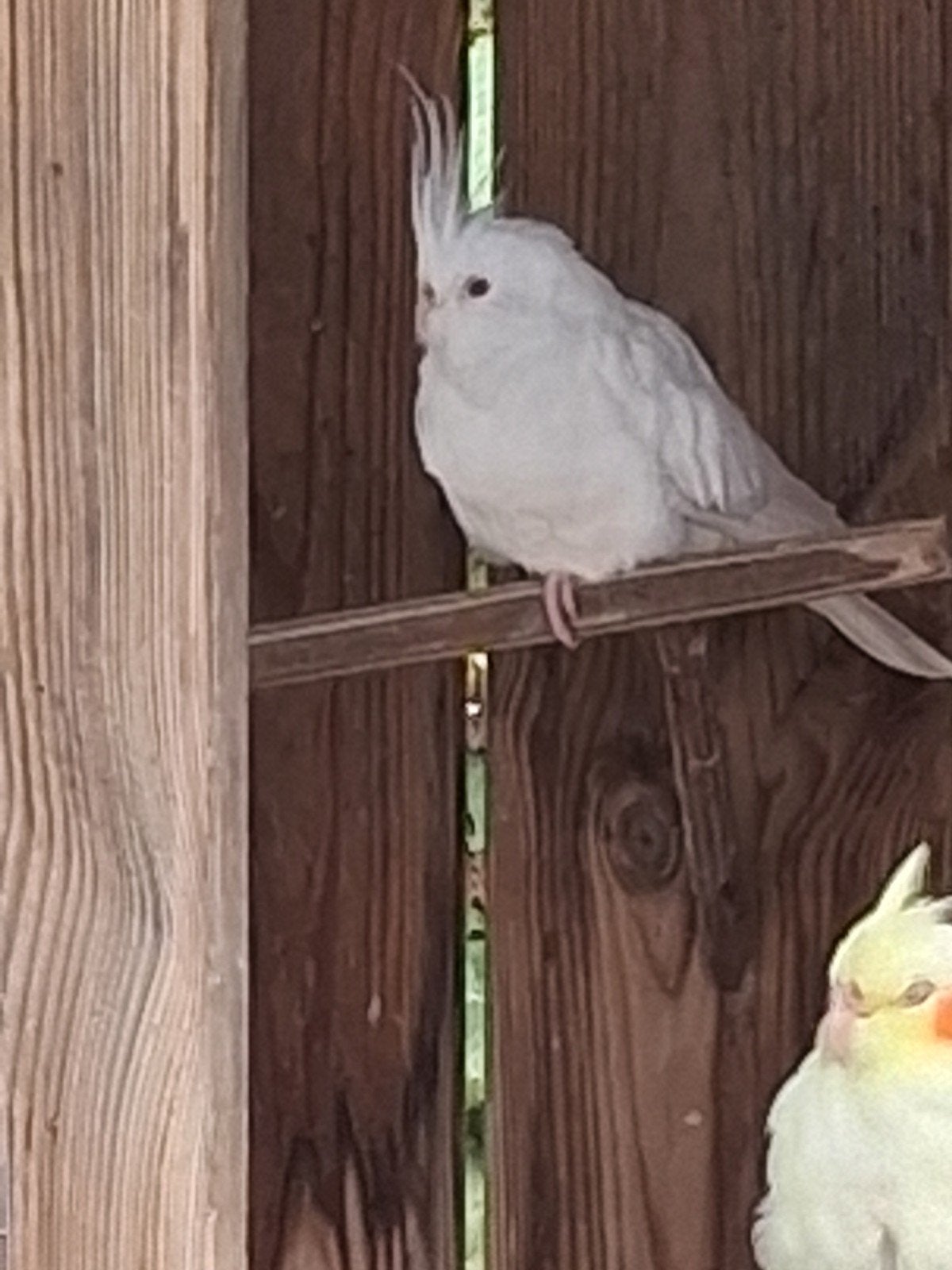 witte valkparkieten, Dieren en Toebehoren, Geslacht onbekend