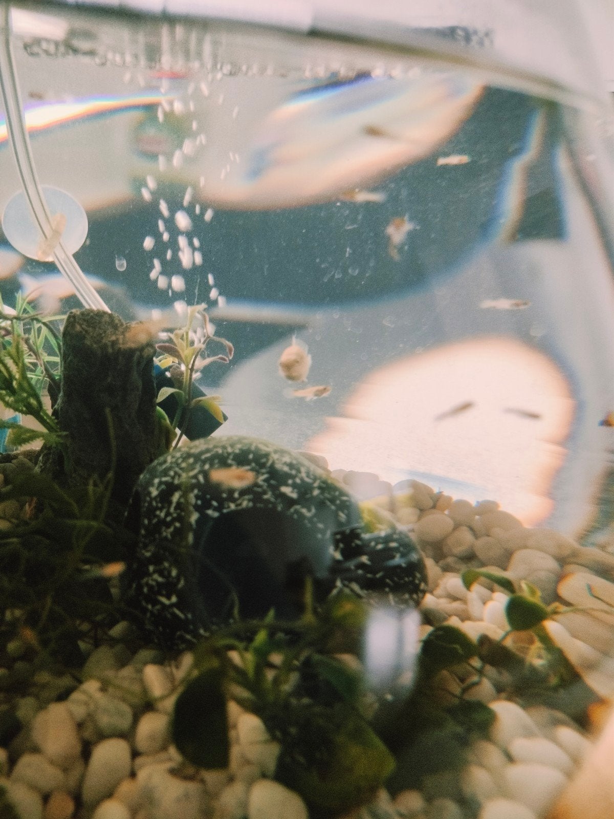 Alevins Guppies