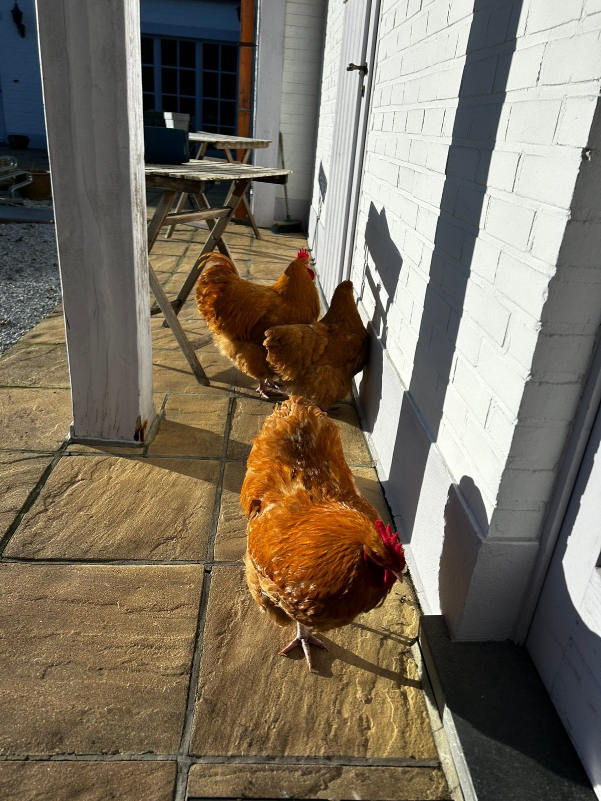 Poule et coq Orpington à vendre ensemble, Plusieurs animaux, Poule ou poulet