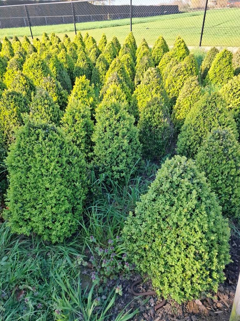 Buxus jaren zelf aan gekweekt 10 kopen is 1 gratis, Enlèvement, Buis
