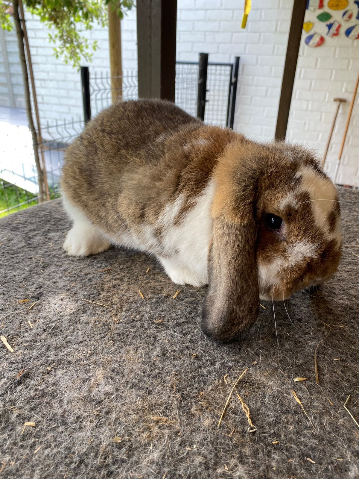 Duitse hangoor konijn, Dieren en Toebehoren, Konijnen, Hangoor