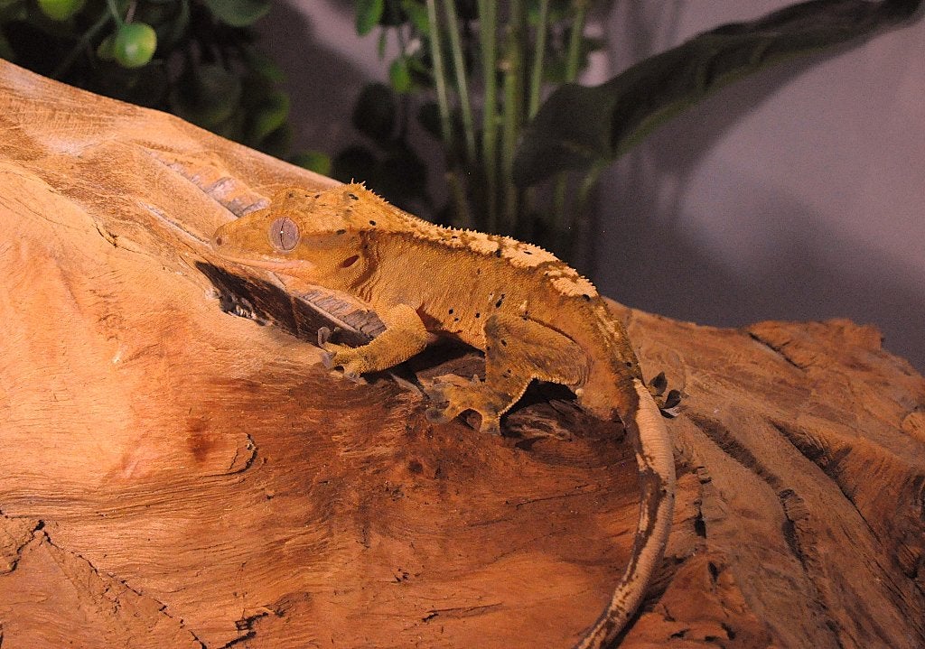 Wimpergekko 08, Animaux & Accessoires, Reptiles & Amphibiens, Autres espèces, 0 à 2 ans