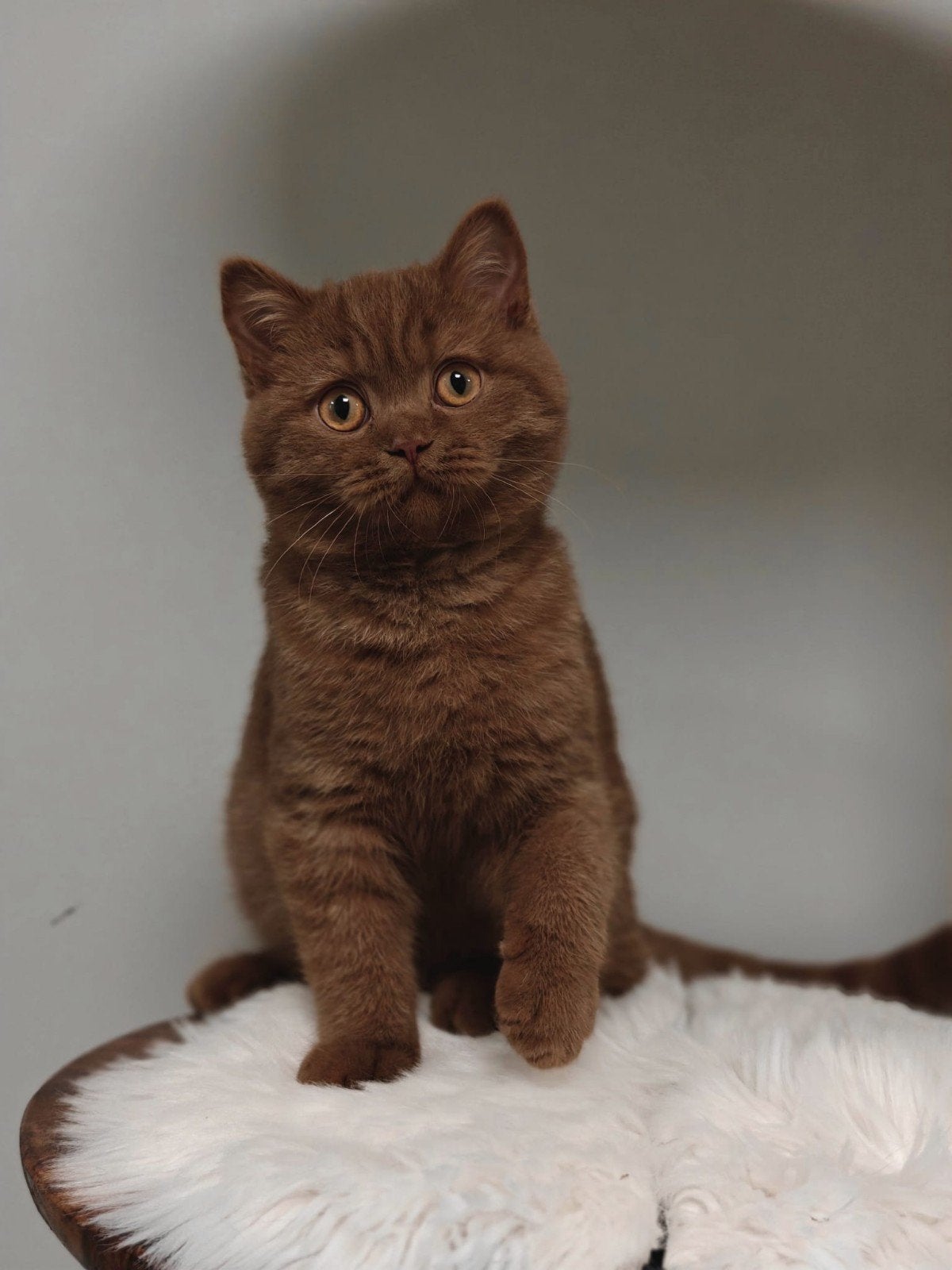 Cinnamon British shorthair, Animaux & Accessoires, 0 à 2 ans