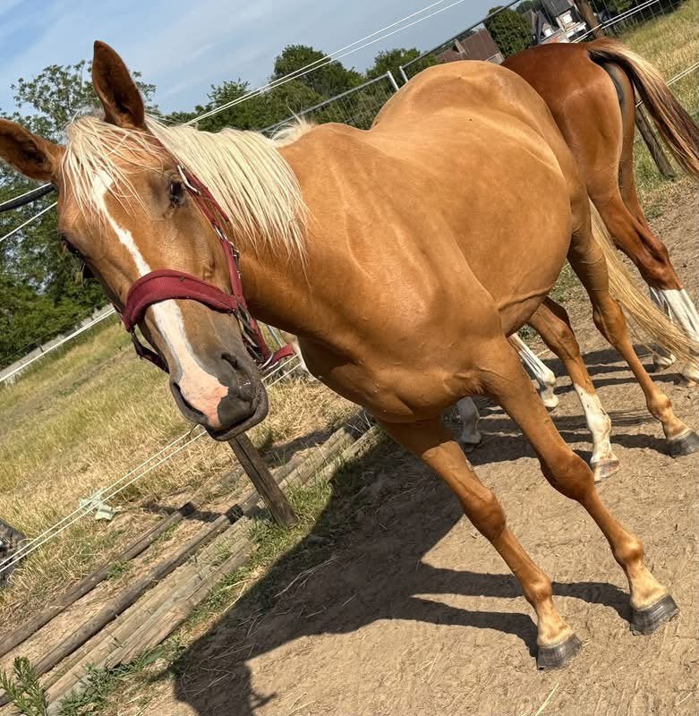 Zangersheide palomino merrie 4 jaar, Dieren en Toebehoren, Merrie